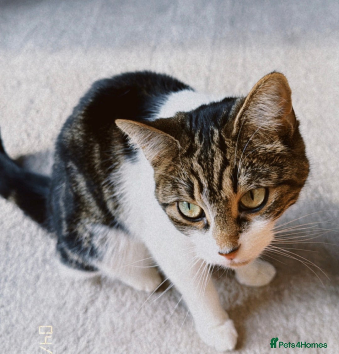 Mixed Breed cats for sale: 1 year old girl for sale - Advert 2