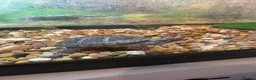 Turtle reptiles for sale: 2 turtles and tank setup + 2000ltr filter - Advert 3