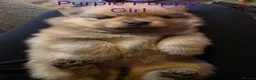 Pomeranian dogs for sale: 3 Beautiful pomeranian puppies for sale - Advert 14