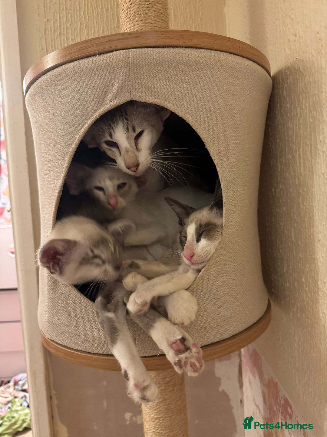 Oriental cats for sale: Siamese, Balinese and POLH bicolours - Advert 4