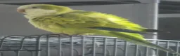 Parrots birds for sale: Quaker Parrot with Cage & Accessories - Advert 4