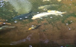 Koi Carp fish for sale: Mixed koi - Image 1