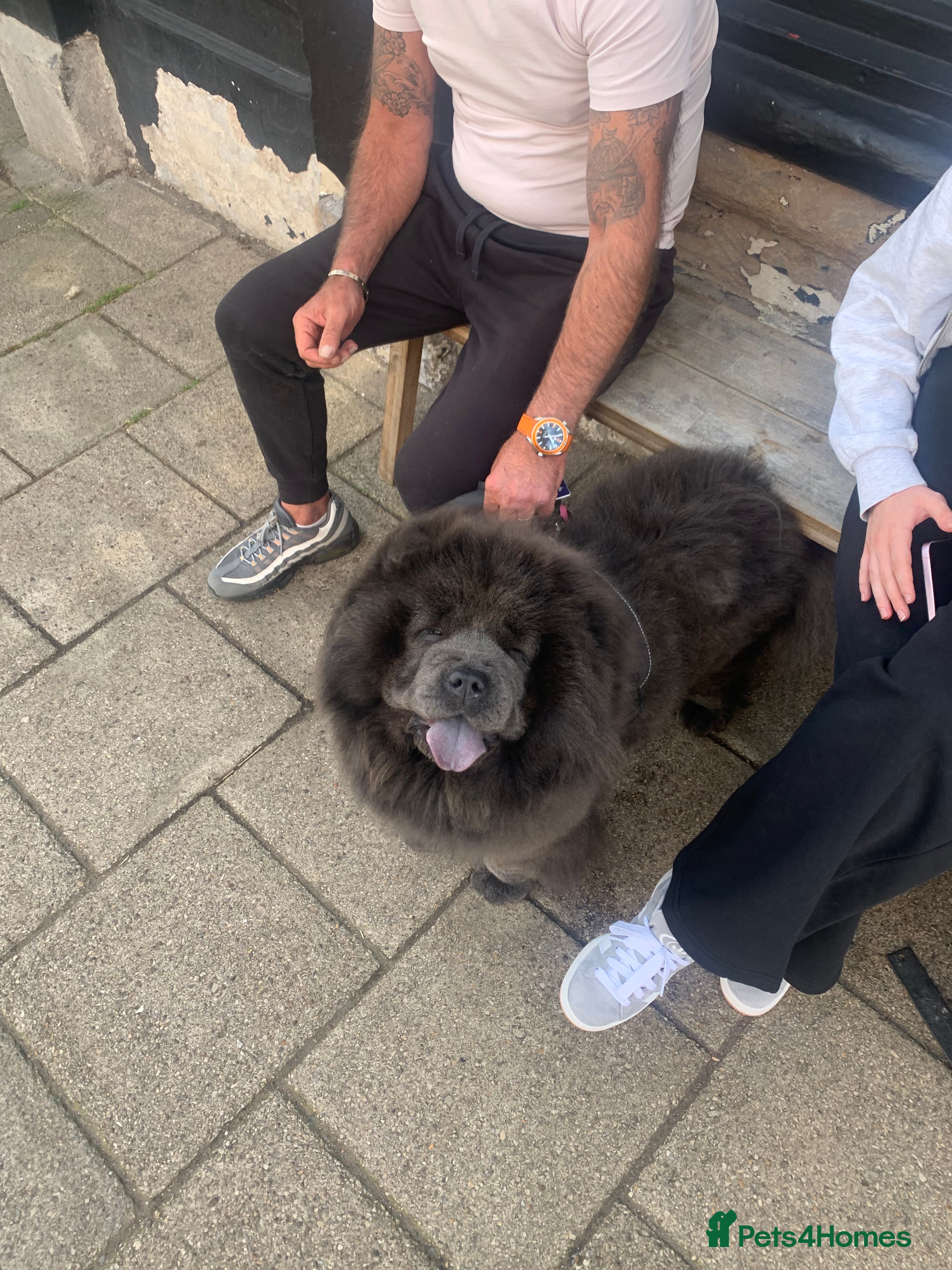 Chow Chow dogs Stunning Chow chow pups ready for new homes  - Advert 2