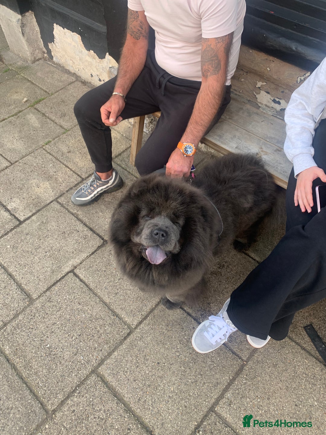 Chow Chow dogs for sale: Stunning Chow chow pups ready for new homes  - Advert 1