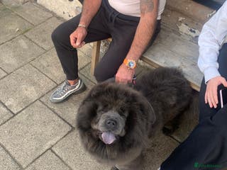 Chow Chow dogs Stunning Chow chow pups ready for new homes - Advert 2