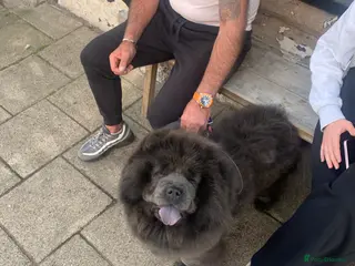 Chow Chow dogs Stunning Chow chow pups ready for new homes - Advert 1