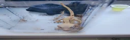 Spiders invertebrates for sale: Trantula collection crested geckos  - Advert 35