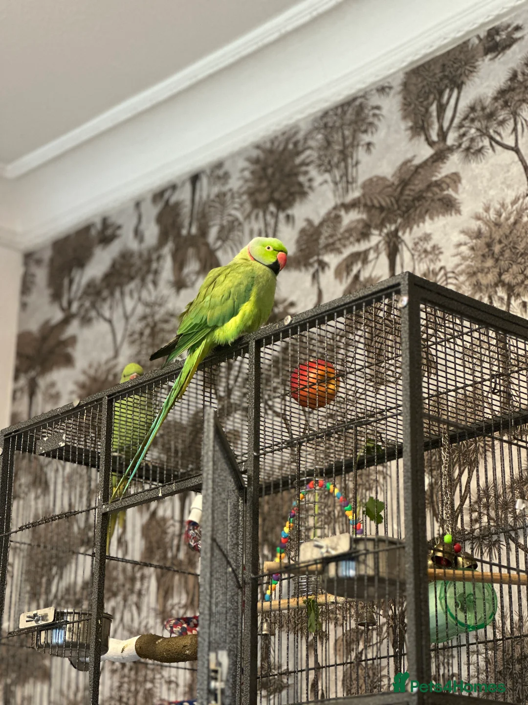 Parakeets birds for sale: Beautiful Indian Ringneck parakeet pair with cage. - Advert 4