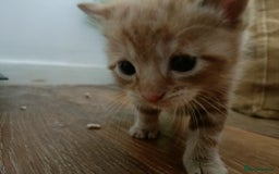 Mixed Breed cats for sale: Sweet kittens for sale - Image 18