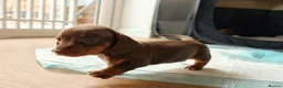 Miniature Dachshund dogs for sale: Miniature dachshund  in Thirsk - Advert 15