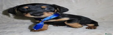 Dachshund 2