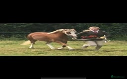 Welsh Section A horses for sale: 4 yr old welsh sec A filly - Image 1