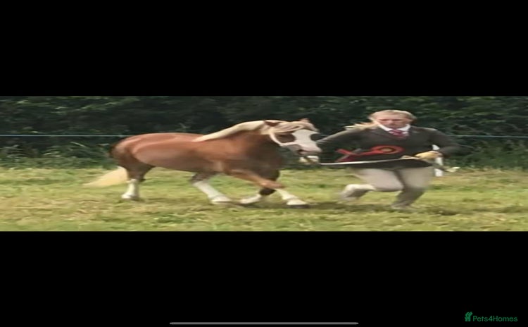 Welsh Section A horses - Advert 1