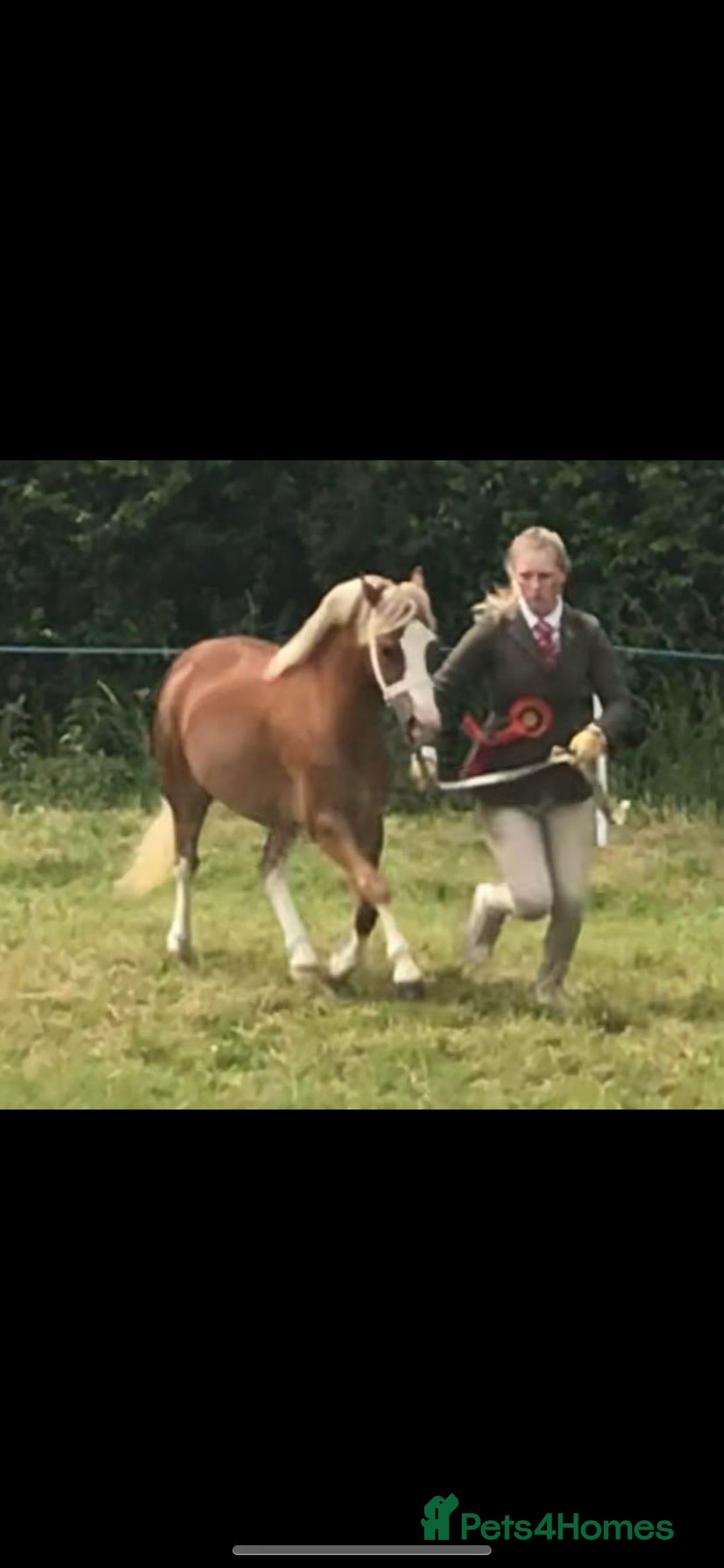 Welsh Section A horses for sale: 4 yr old welsh sec A filly - Image 1