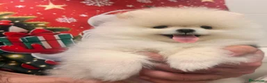 Pomeranian 2