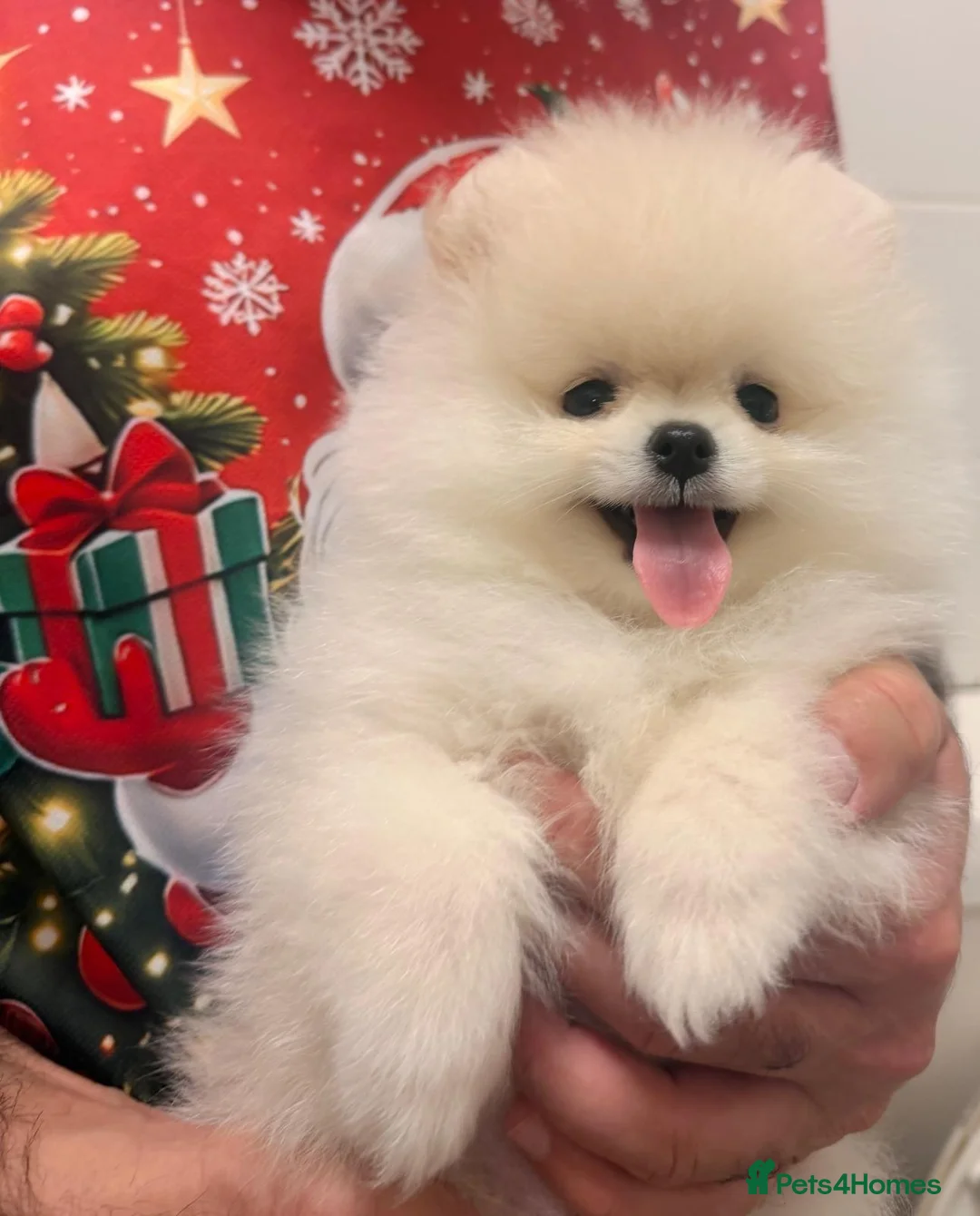 Pomeranian dogs for sale: 2 Beautiful Pomeranian Boys  - Advert 20