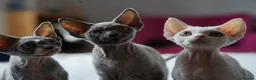 Devon Rex cats for sale: Blue Devon Rex male kitten  - Advert 12