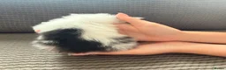Domestic Shorthair cats for sale: kitten for sale  - Advert 7