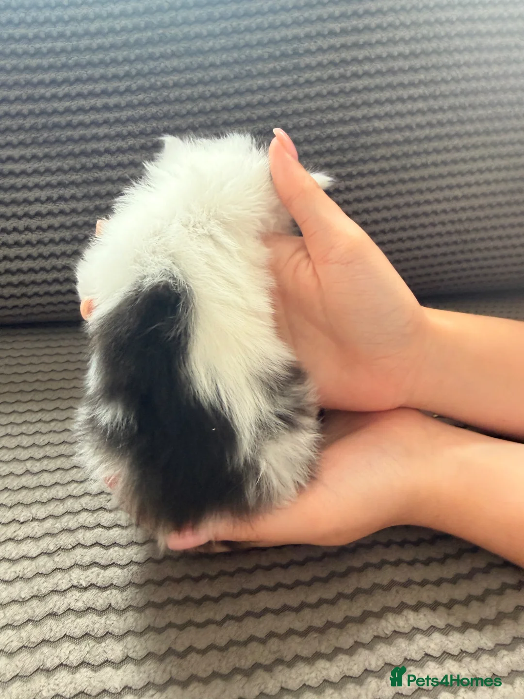 Domestic Shorthair cats for sale: kitten for sale  - Advert 7