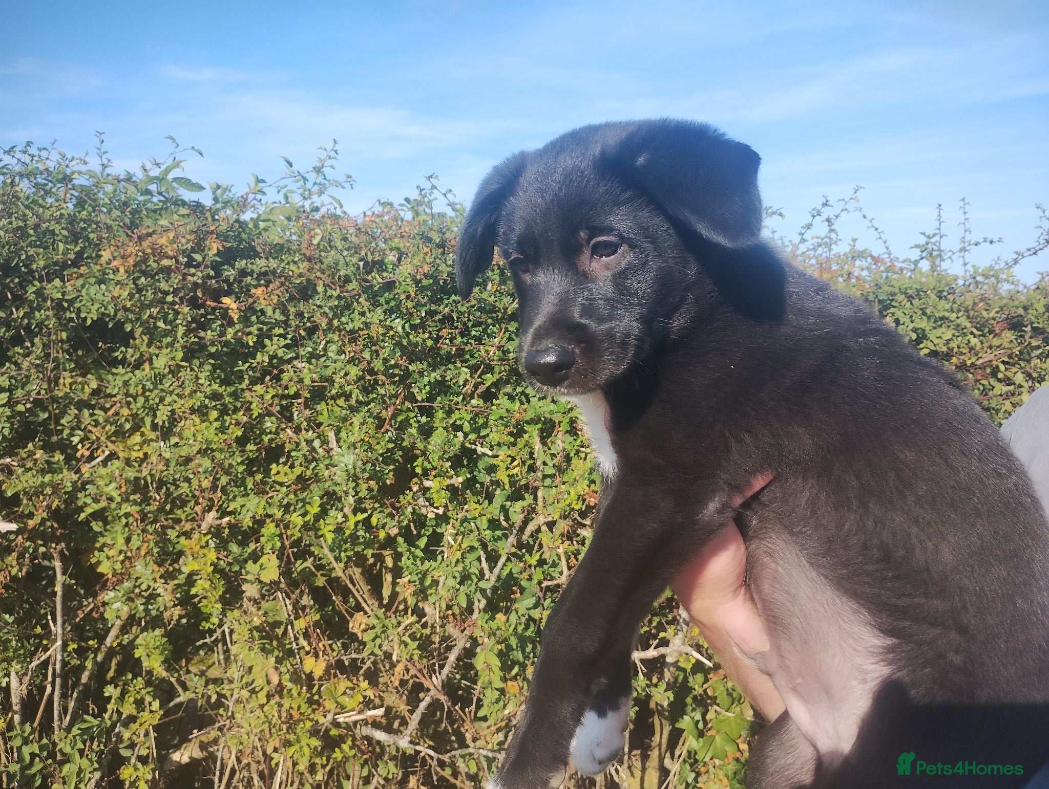 Border Collie dogs Traditional Border Collie Puppies - Advert 16