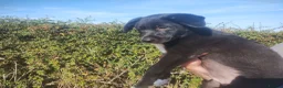 Border Collie dogs for sale: Traditional Border Collie Puppies - Advert 1