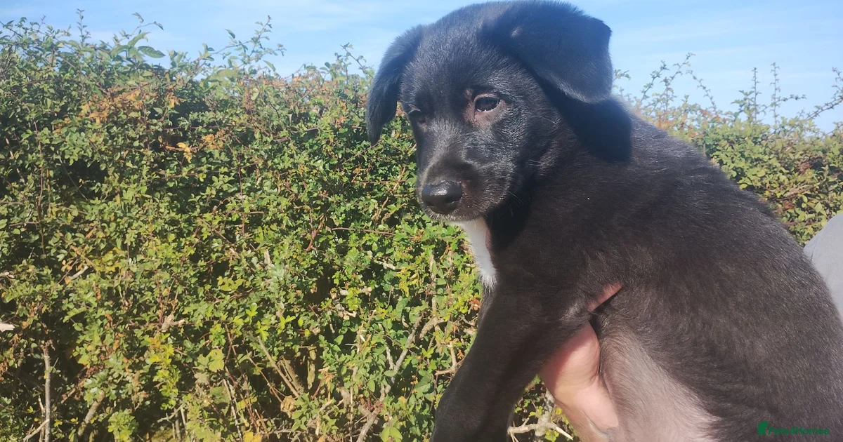 Blue merle collie Border Collie Puppies for sale | Pets4Homes