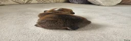 English Bulldog dogs for sale: British bulldog pups in Ammanford - Advert 38