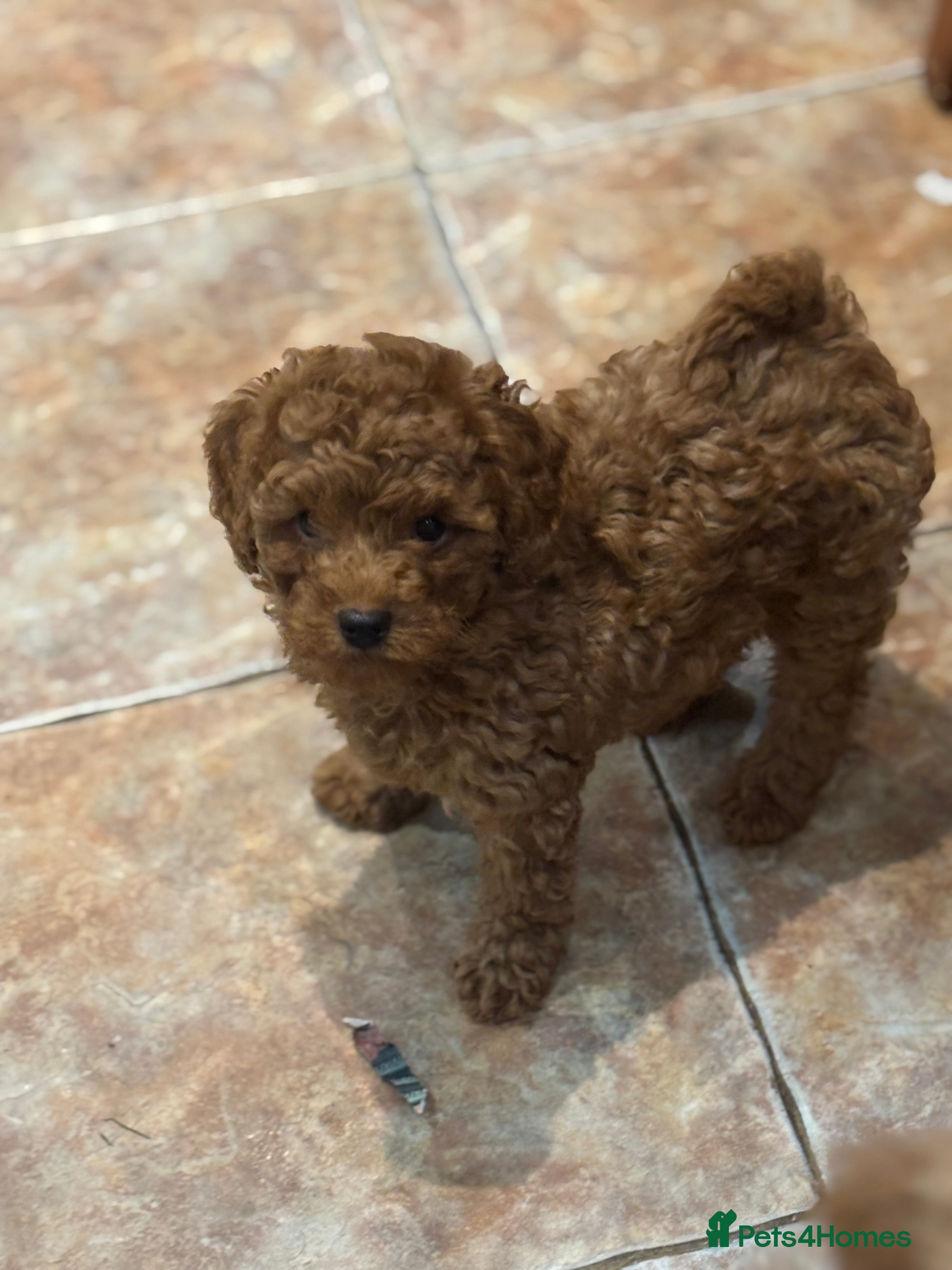 Toy Poodle dogs Toy Poodle boys  - Advert 15