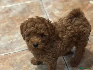 Toy Poodle dogs Toy Poodle boys - Advert 15