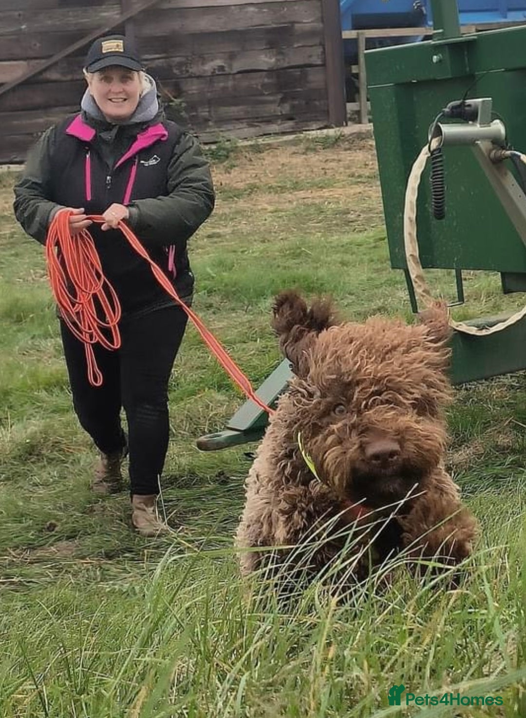 Lagotto Romagnolo dogs for sale: KC Registered Lagotto Puppies (⭐️⭐️⭐️⭐️⭐️ Breeder) - Advert 6