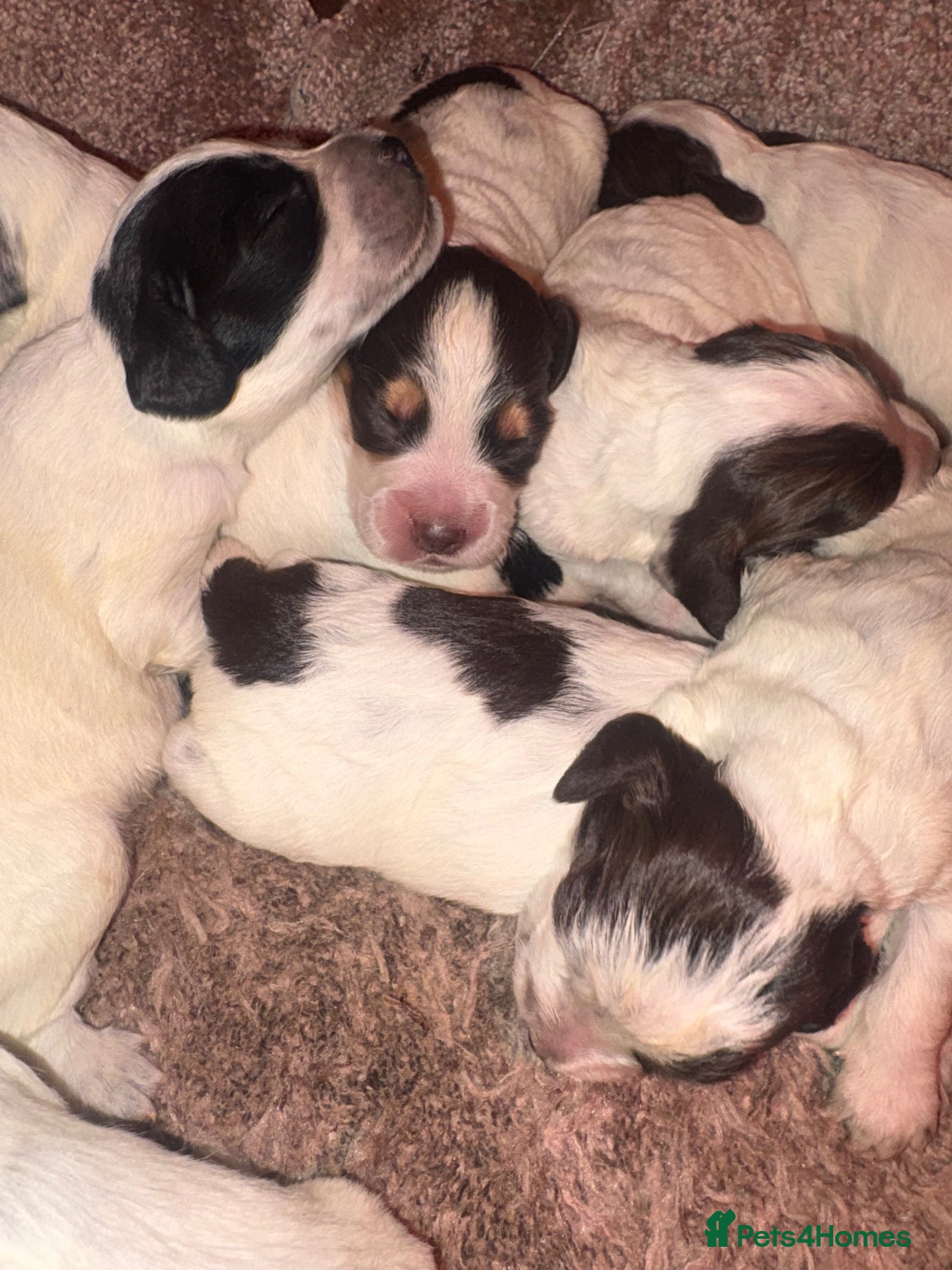 Sprocker dogs Puppy’s  - Advert 2