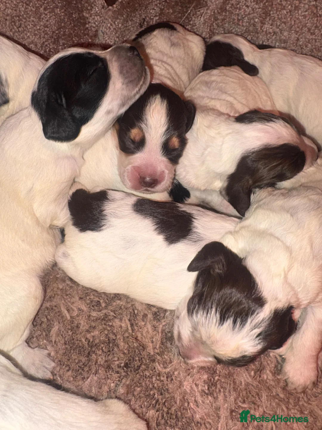 Sprocker dogs for sale: Puppy’s  - Advert 2
