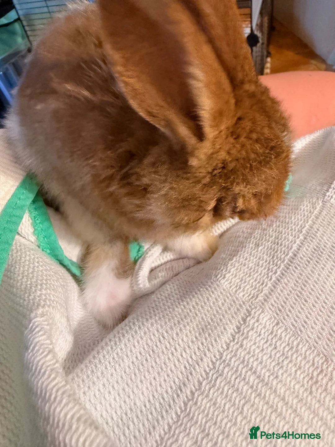 Mixed Breed rabbits for sale: Bunny for FREE - Advert 3