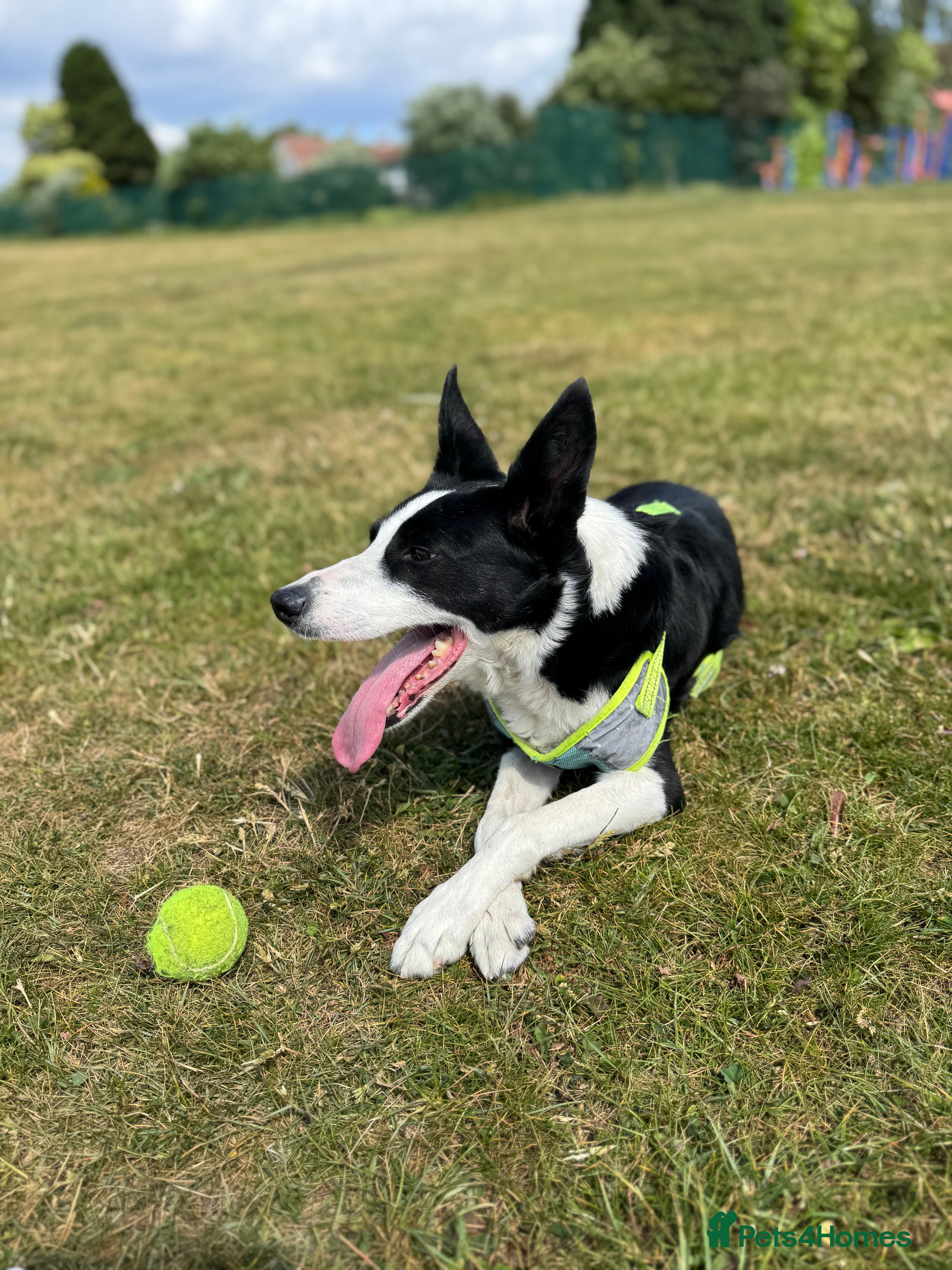 Border Collie dogs Female border collie age 7 - Bella  - Advert 1
