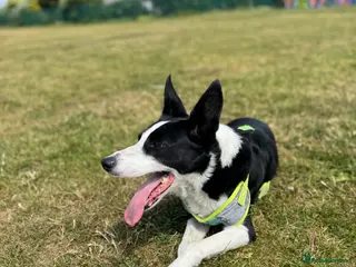 Border Collie dogs Female border collie age 7 - Bella - Advert 1