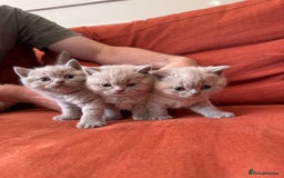 British Shorthair cats for sale: British shorthair kittens  - Image 1