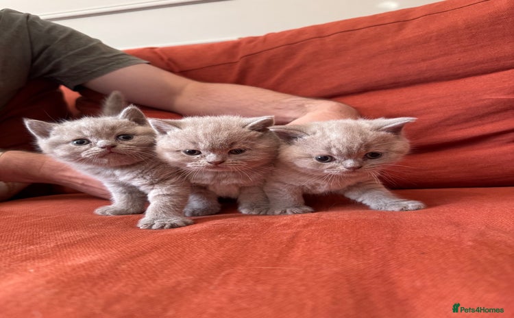 British Shorthair cats - Advert 4