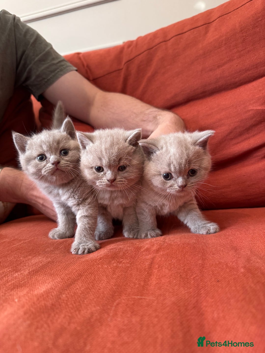 British Shorthair cats for sale: British shorthair kittens  - Image 1