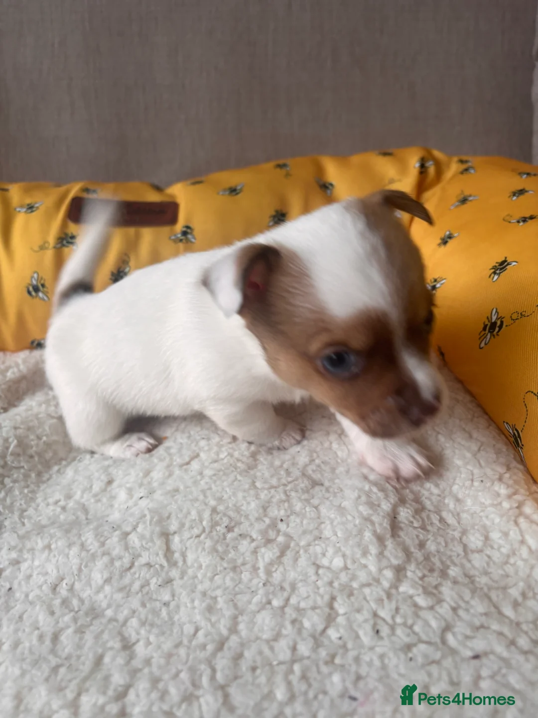 Mixed Breed dogs for sale: 5 beautiful Jackchi boys  - Advert 9