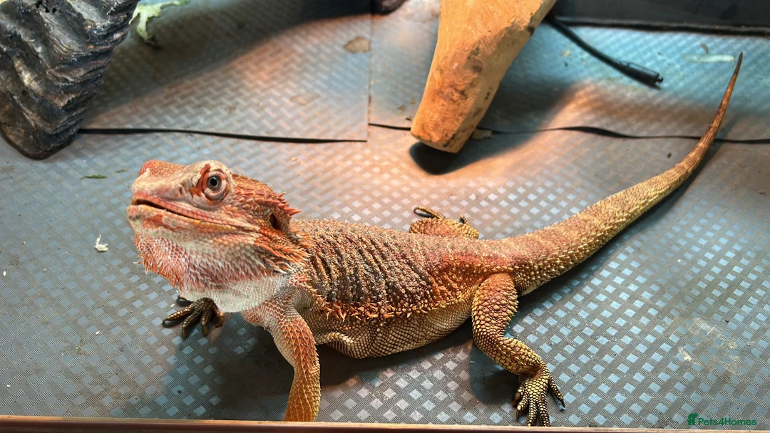 Bearded Dragon reptiles for sale: Bearded dragon for sale - Advert 2