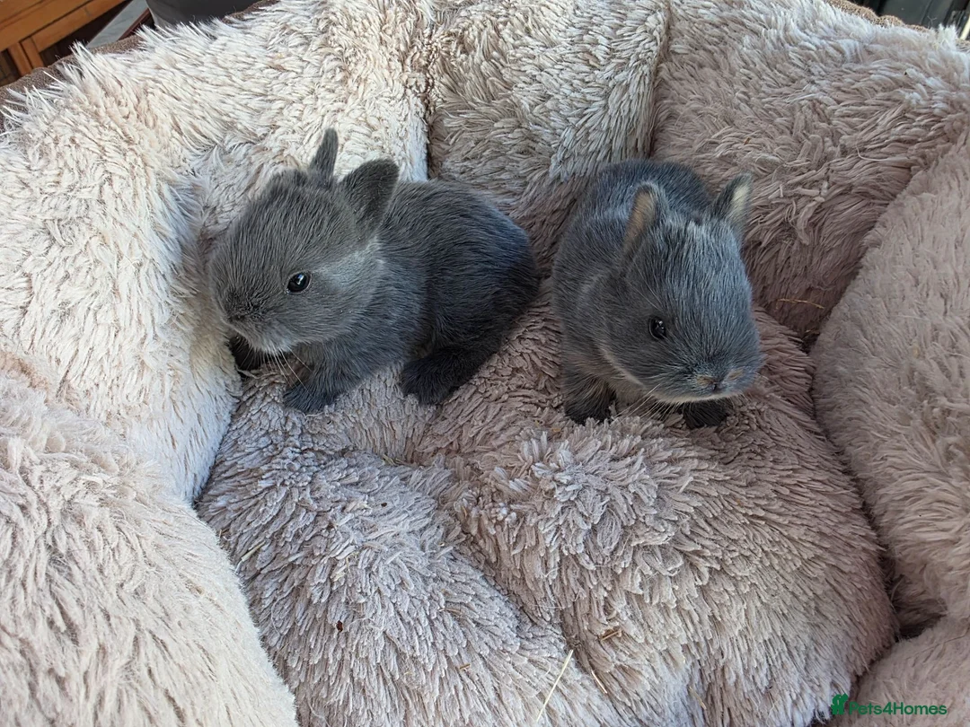 Netherland Dwarf rabbits for sale: Netherland dwarf bunnies-new litter - Advert 1