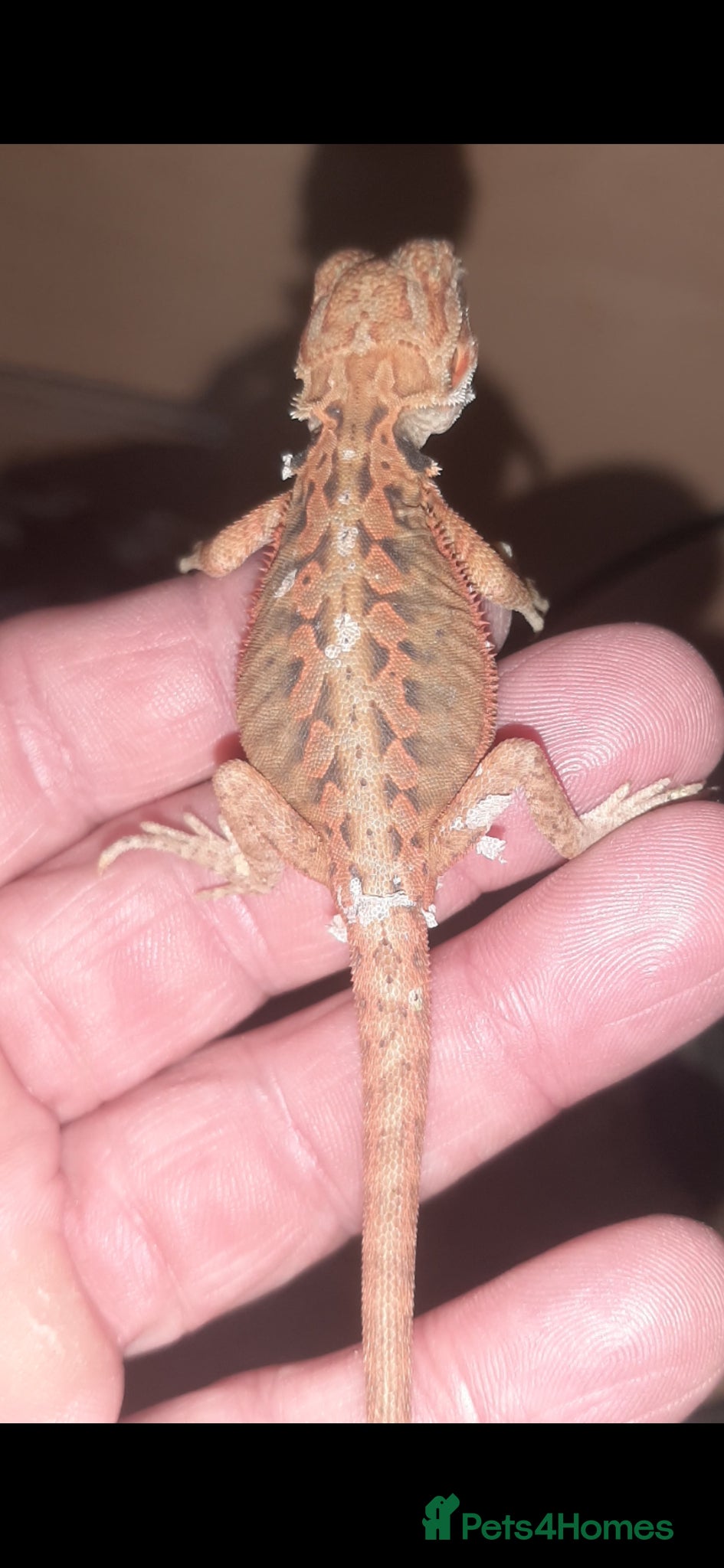Bearded Dragon reptiles Gorgeous Baby Bearded Dragons - Advert 2