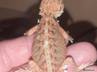 Bearded Dragon reptiles Gorgeous Baby Bearded Dragons - Advert 2