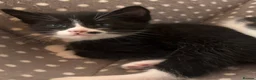Mixed Breed cats for sale: Tuxedo with beauty spot 😍🐱 - Advert 2