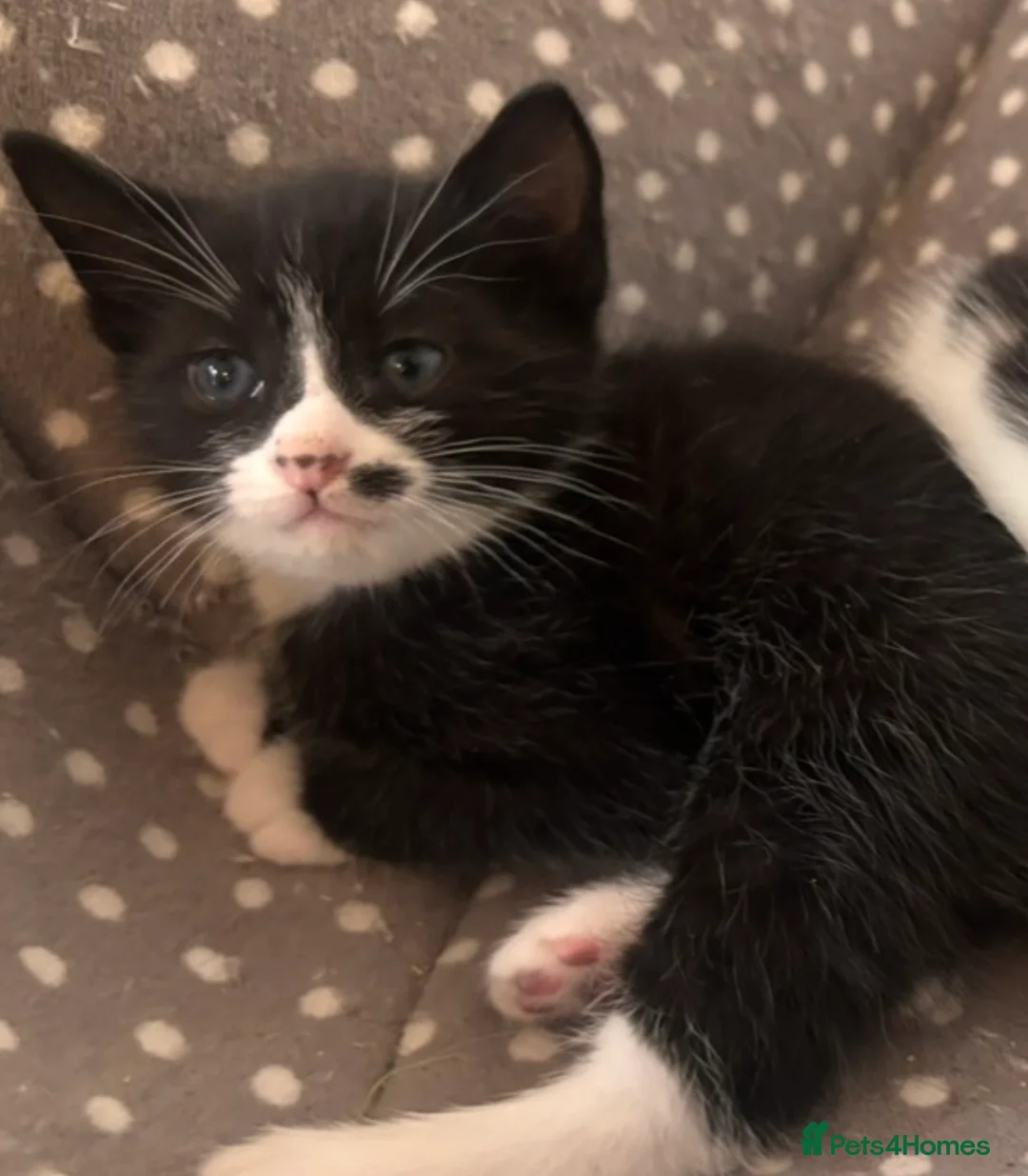Mixed Breed cats for sale: Tuxedo with beauty spot 😍🐱 - Advert 2