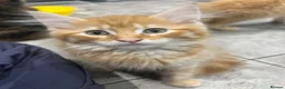 Mixed Breed cats for sale: Beautiful Friendly Kittens Ready for Loving Homes - Advert 14