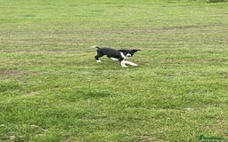 Border Collie dogs for sale: Peppa  - Image 3