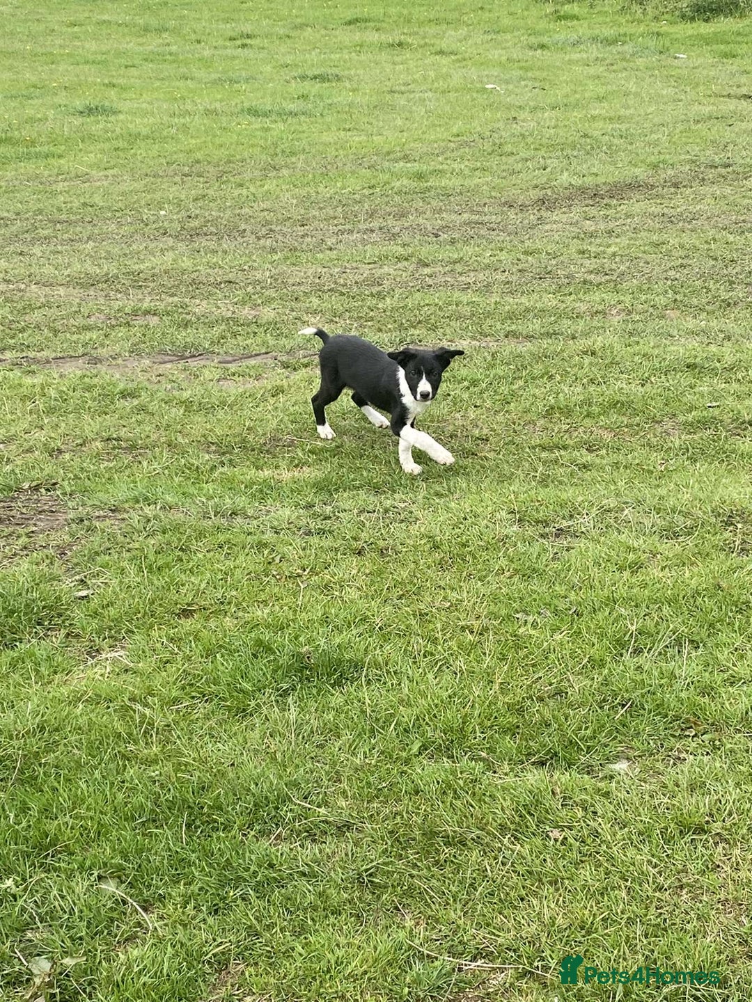 Border Collie dogs for sale: Peppa  - Image 3