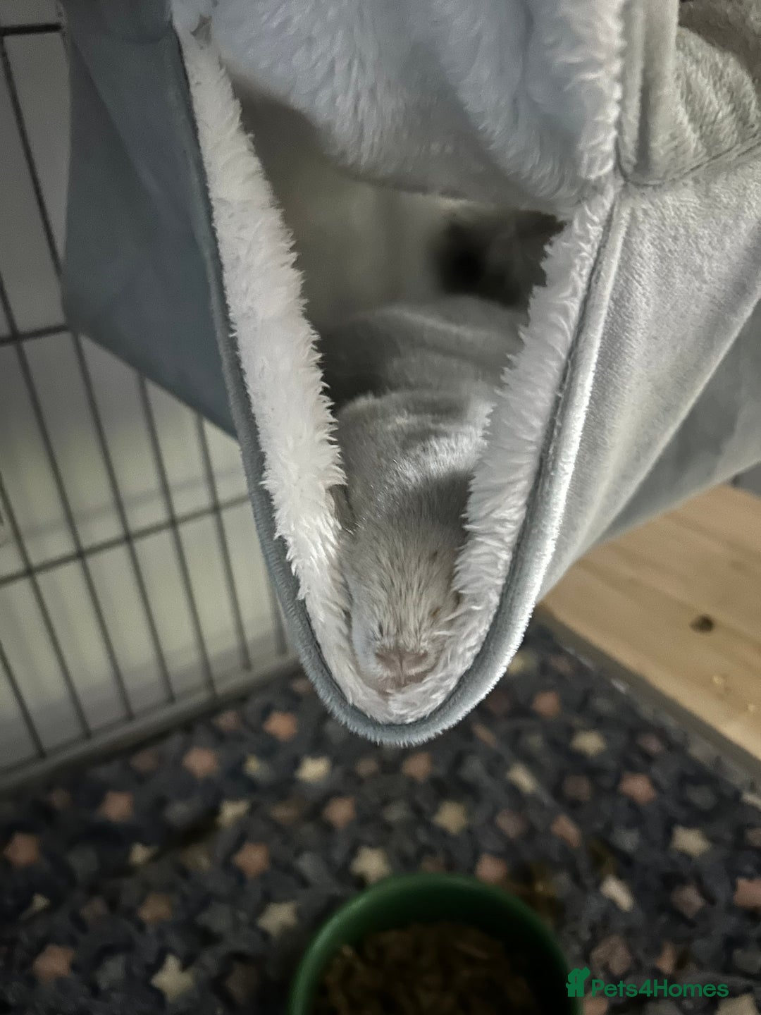 Chinchilla rodents for sale: Blue Diamond Male Chinchilla  - Advert 3