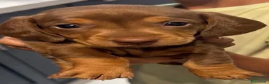Dachshund 2